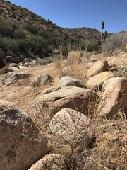 Eriogonum cithariforme