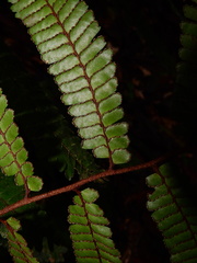 Adiantum cajennense