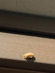 Walterianella oculata