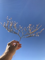 Eriogonum cithariforme