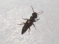Rugilus rufipes