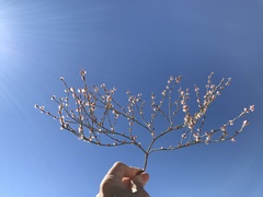 Eriogonum cithariforme