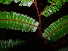 Adiantum cajennense