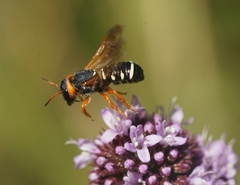 Notanthidium steloides