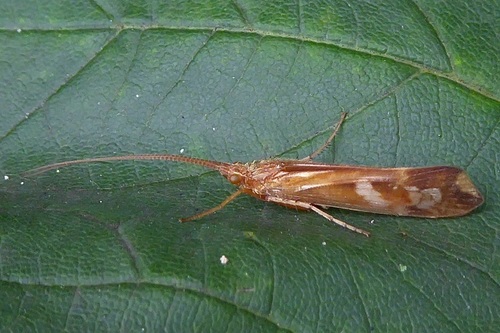Cinnamon Sedge, photo 4 of 10
