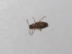 Philorhizus melanocephalus