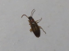 Philorhizus melanocephalus