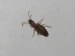 Philorhizus melanocephalus