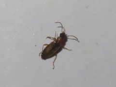 Philorhizus melanocephalus