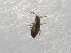Philorhizus melanocephalus