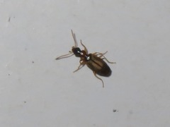 Philorhizus melanocephalus