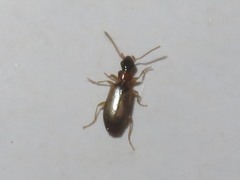 Philorhizus melanocephalus