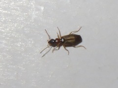 Philorhizus melanocephalus