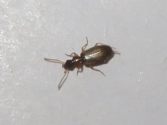 Philorhizus melanocephalus