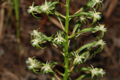 Habenaria incarnata