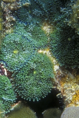 Ricordea florida