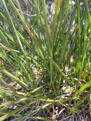 Juncus rugulosus