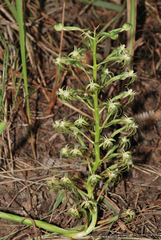 Habenaria incarnata
