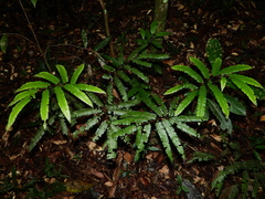 Adiantum cajennense