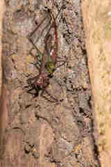 Venatorellus viridipedes