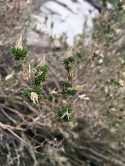 Linanthus californicus