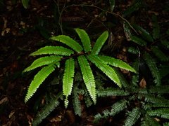 Adiantum cajennense