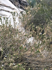 Linanthus californicus