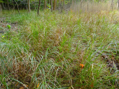 Carex trichocarpa
