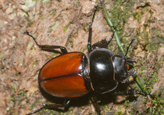 Neolucanus swinhoei