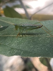 Cephalophlugis cephalotes