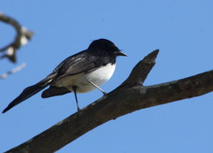 Rhipidura leucophrys leucophrys