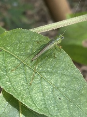 Cephalophlugis cephalotes