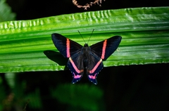 Ancyluris aulestes pandama