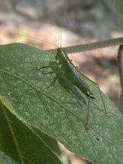 Cephalophlugis cephalotes