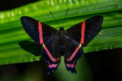 Ancyluris aulestes pandama