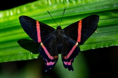 Ancyluris aulestes pandama