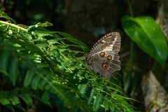 Dasyophthalma creusa