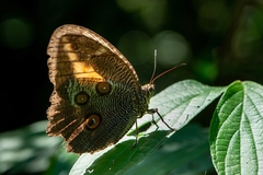 Dasyophthalma creusa