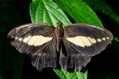 Dasyophthalma creusa