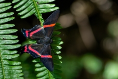 Ancyluris aulestes pandama