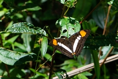 Adelpha serpa