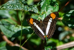 Adelpha serpa