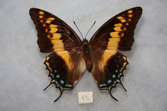 Charaxes castor