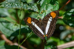 Adelpha serpa