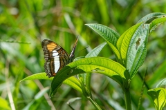 Adelpha serpa