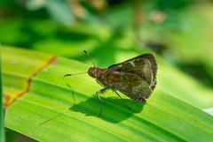 Ginungagapus ranesus