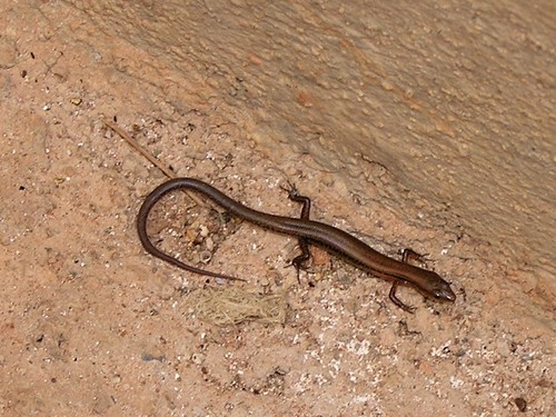 Scincella reevesii