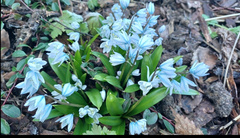 Scilla mischtschenkoana