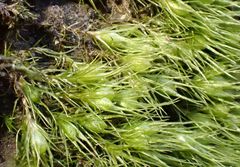 Pleuridium acuminatum