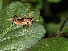 Hemiandrus maia